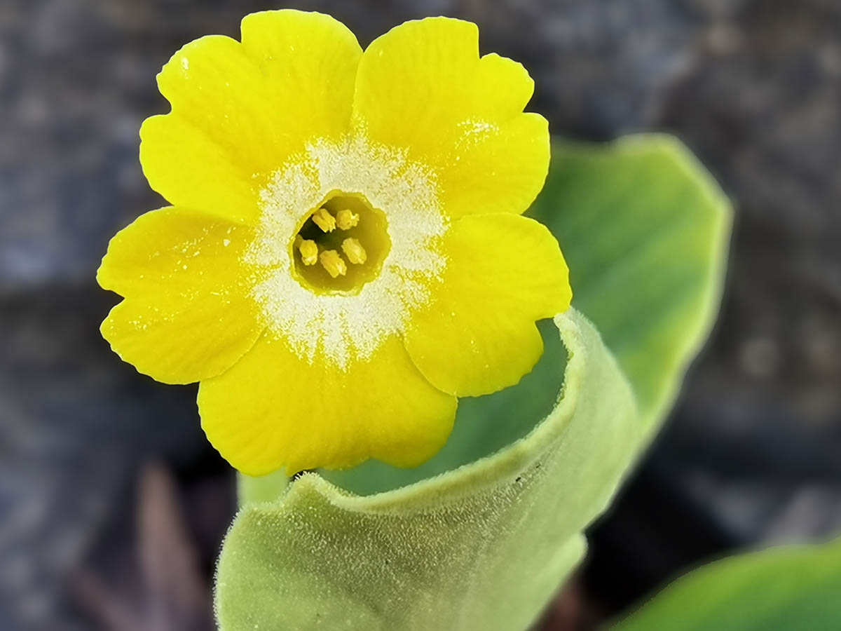 Primula x pubescens